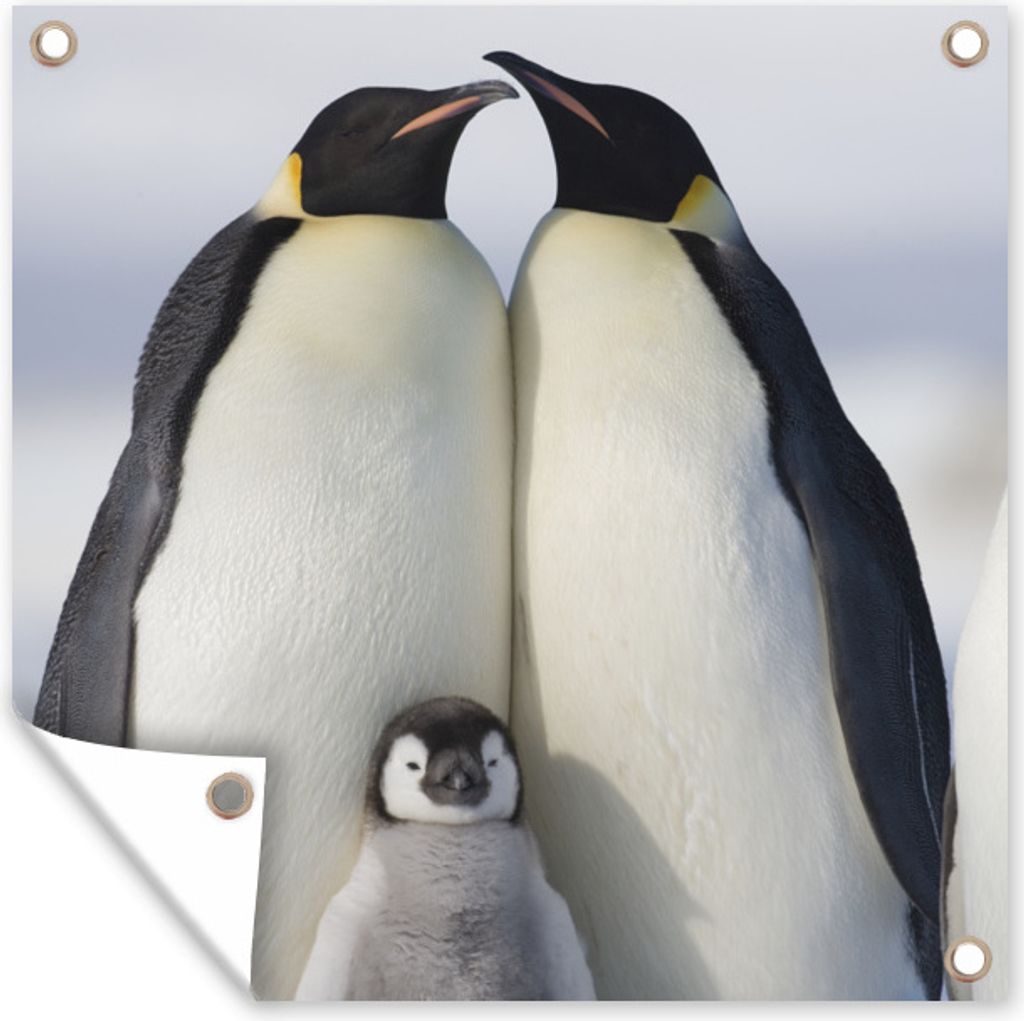 MuchoWow 50x50 cm Outdoor-Poster Gartendeko Sichtschutz Garten Poster für den Garten Pinguin - Familie - Schnee