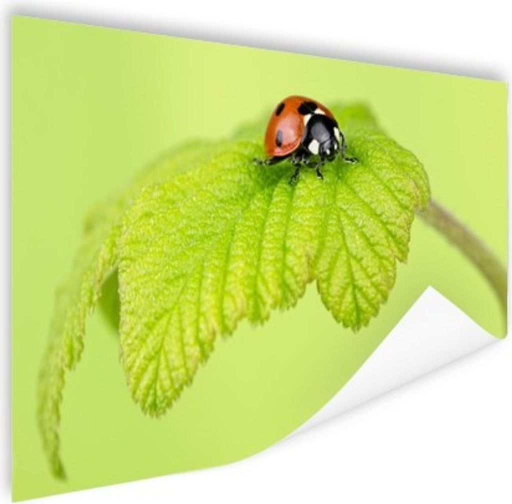 MuchoWow Poster Marienkäfer grünes Blatt 180x120 cm - Fotoplakat