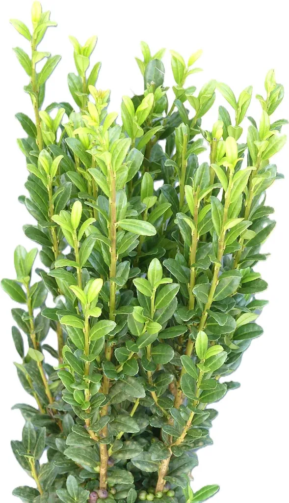 Ilex Fastigiata 60-80 cm : l'alternative saine au Buis pour Haie et Pot