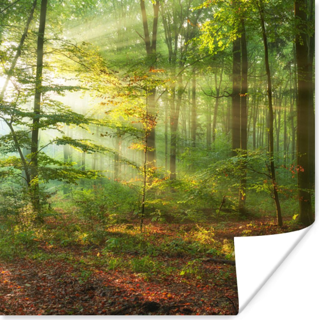 MuchoWow Poster Sonne - Wald - Bäume - Natur - Herbst 75x75 cm - Wand Dekoration