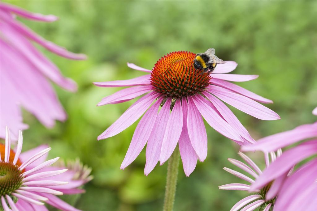 Echinacea purpurea 'Magnus', Sonnenhut, rosa, ca. 9x9 cm Produktbild 