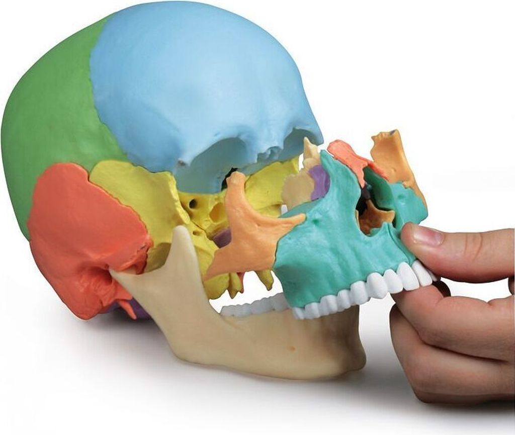 Erler Zimmer Skelettmodell "Osteopathie-Schädelmodell", Produktbild 3