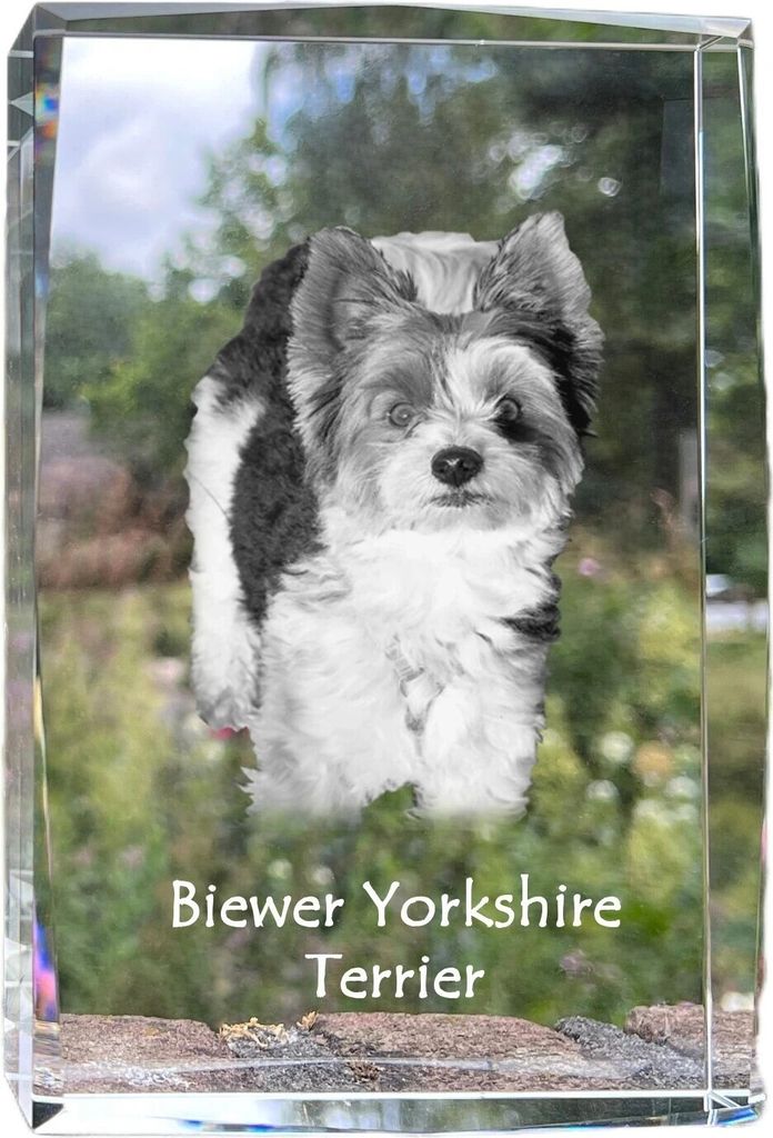 Biewer Terrier, Biewer Yorkshire Terrier - Kristall mit einem Hundebild, Bild im Glas, moderne Ausstellung des Art-Dog-Bildes.
