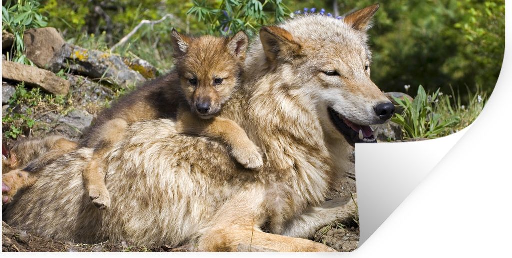 MuchoWow Wandtattoo Wandsticker Wandaufkleber Wolf - Jungtier - Tier 40x20 cm Selbstklebend und Repositionierbar - Aufkleber