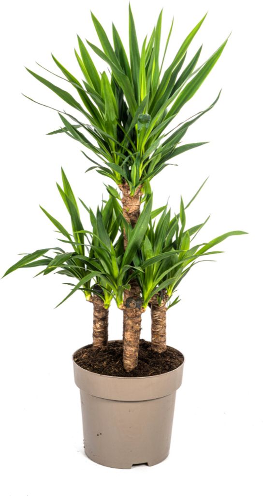 Yucca Elephantipes – Riesen-Palmlilie – Zimmerpflanze – Ø30 cm – Höhe ca. 100 cm – Pflegeleicht & dekorativ