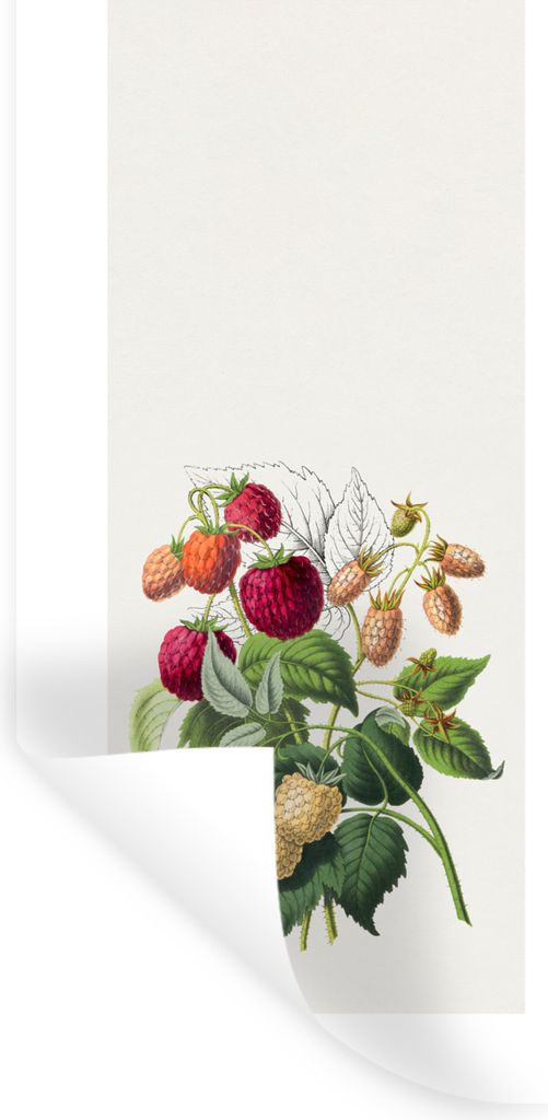 MuchoWow Wandtattoo Wandsticker Wandaufkleber Himbeere - Lebensmittel - Obst 80x160 cm Selbstklebend und Repositionierbar - Sticker - Dekorfolie