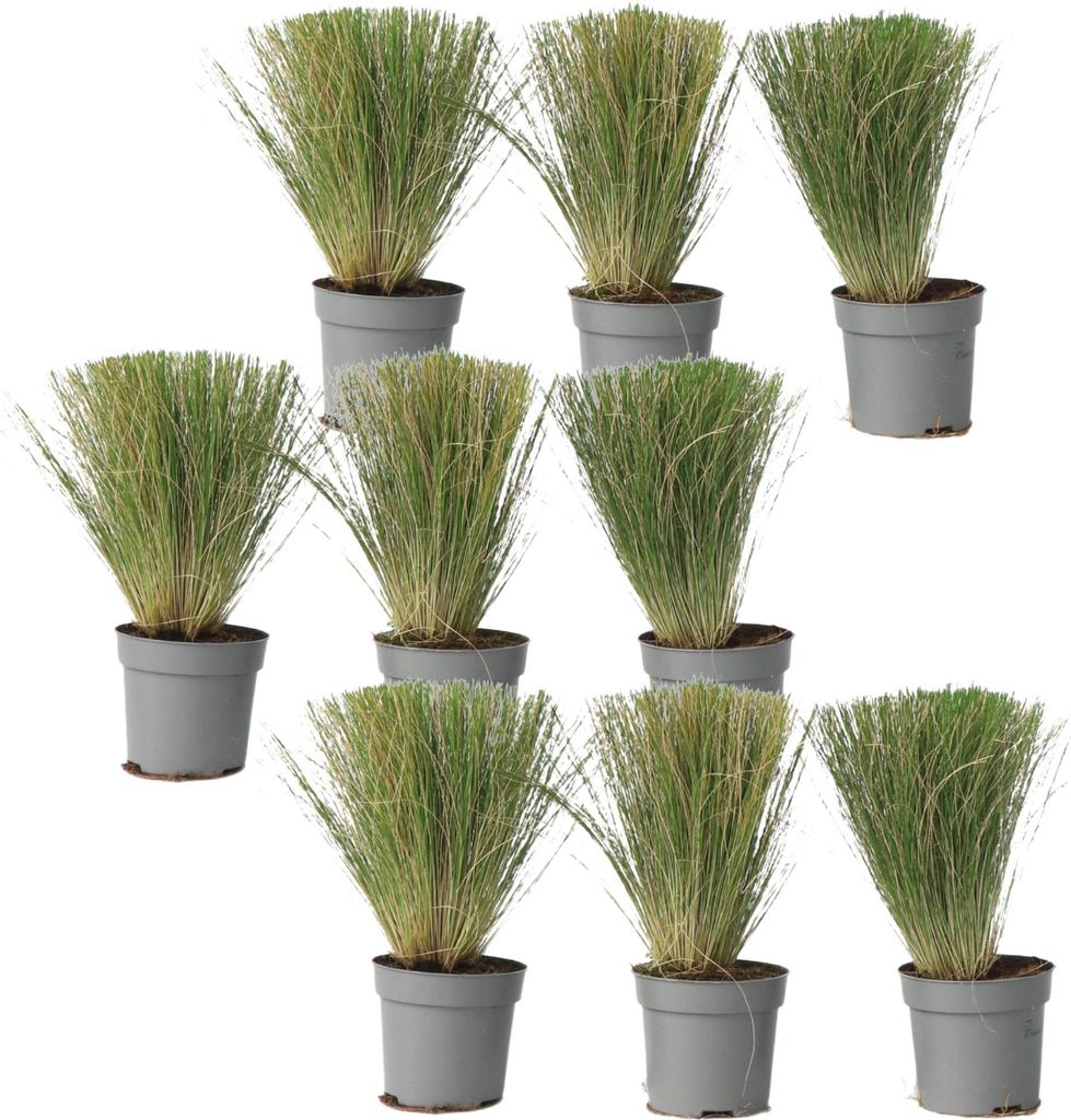 Federgras - 9 Stk - Stipa tenuifolia 'Pony Tails' - Höhe Produktbild 