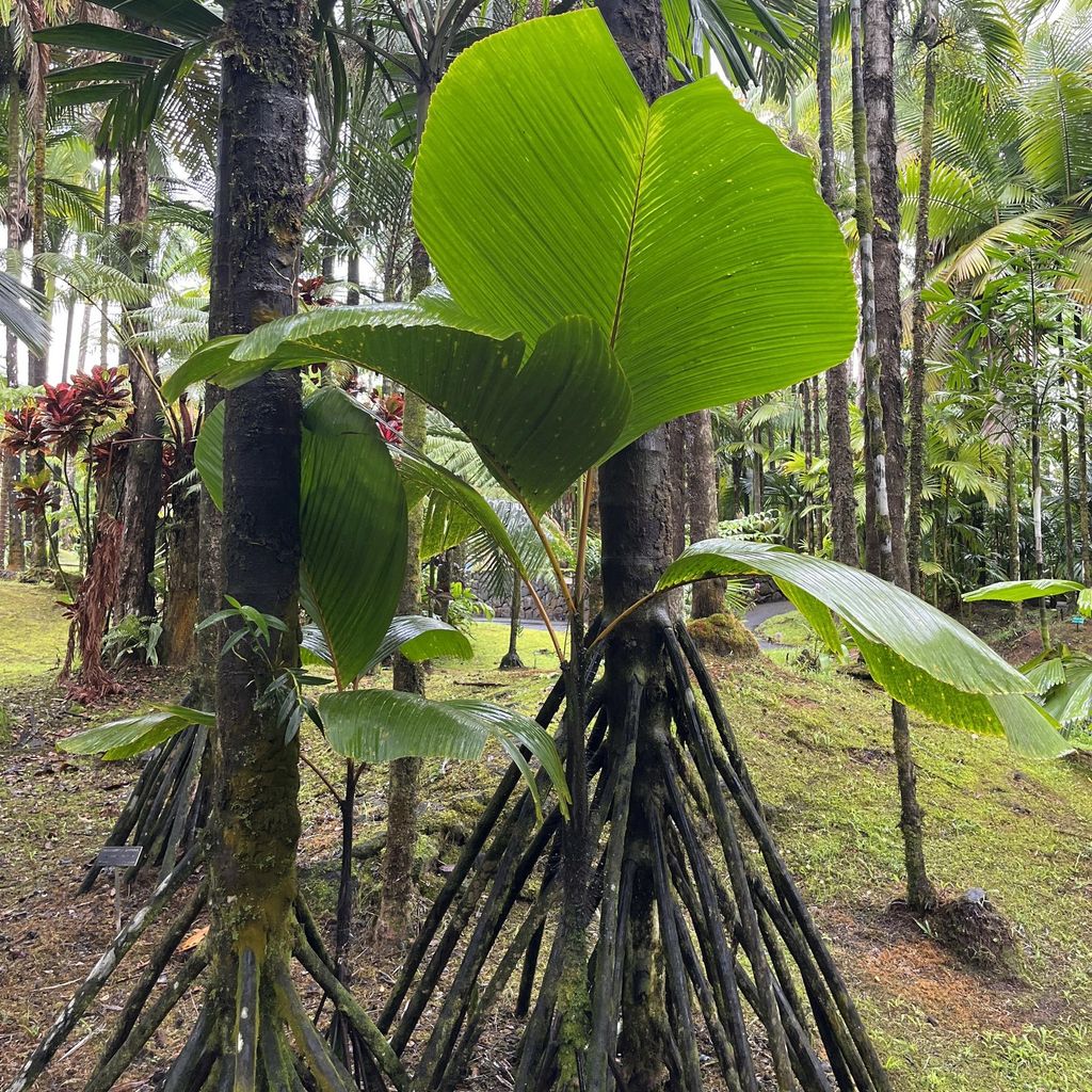 Stelzenpalme (Verschaffeltia splendida) - 1 gekeimter Samen Produktbild 