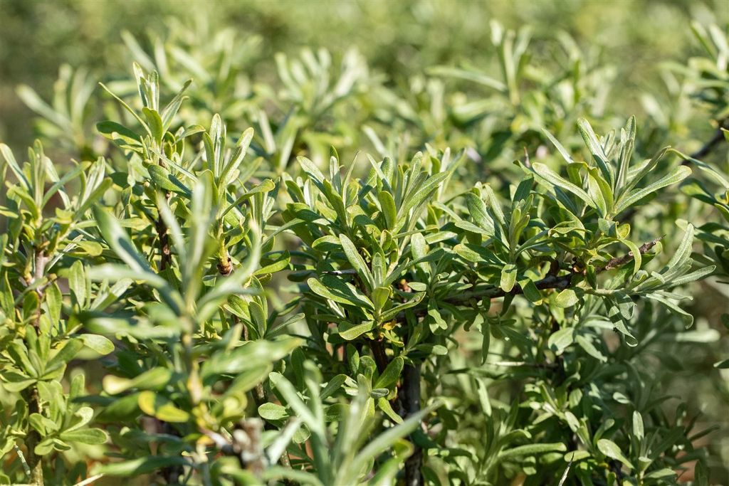 Sanddorn Sirola 60-100 cm, im Topf - Hippophae rhamnoides Produktbild 