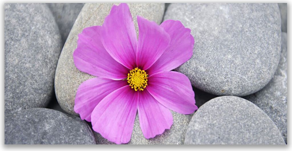 Glasbilder 120x60 Wandbild Druck auf Glas Blume Steine Pflanzen