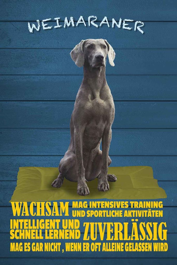 vianmo Holzschild 18x12 cm Weimaraner Hund wachsam schnell Tier Haustier