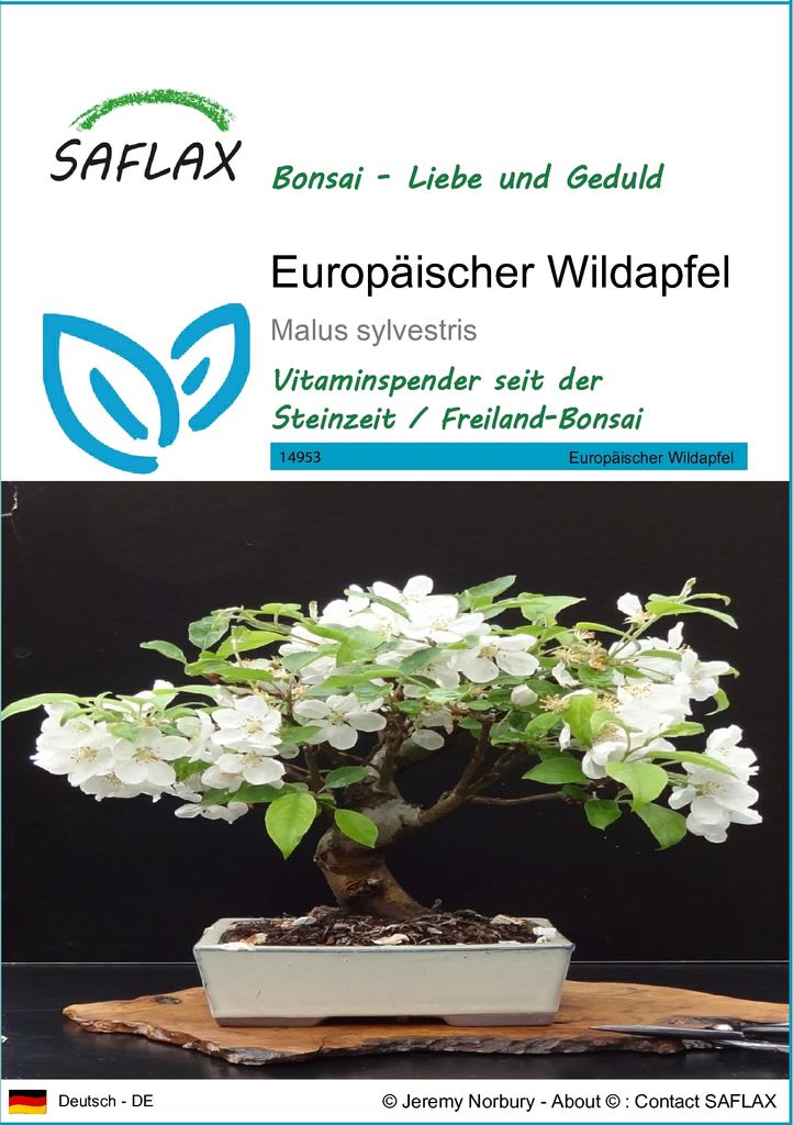 SAFLAX - Bonsai - Europäischer Wildapfel - 30 Samen - Malus sylvestris