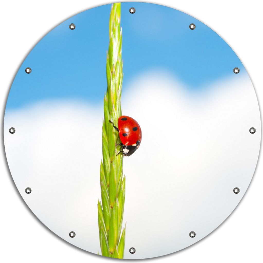 Wallario rundes Outdoor-Poster für Garten oder Balkon, Motiv Marienkäfer am Korn, 90 cm Durchmesser
