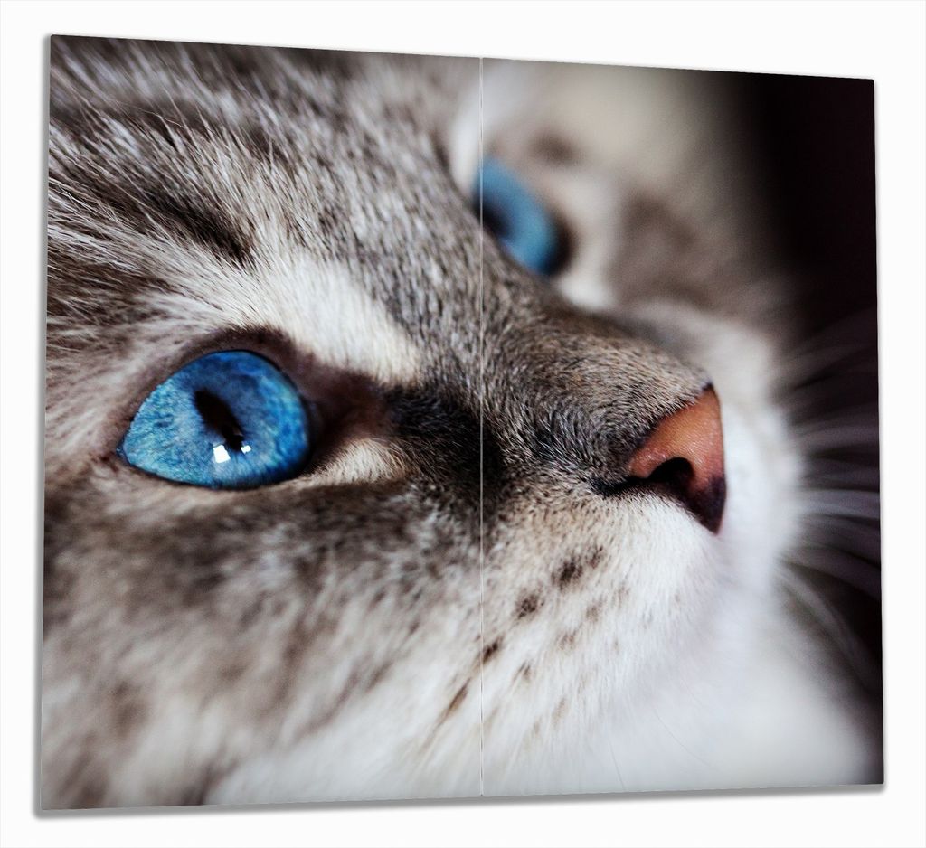 Wallario Herdabdeckplatte aus Glas, Größe 60 x 52 cm 2-teilig, Motiv Katze mit strahlend blauen Augen