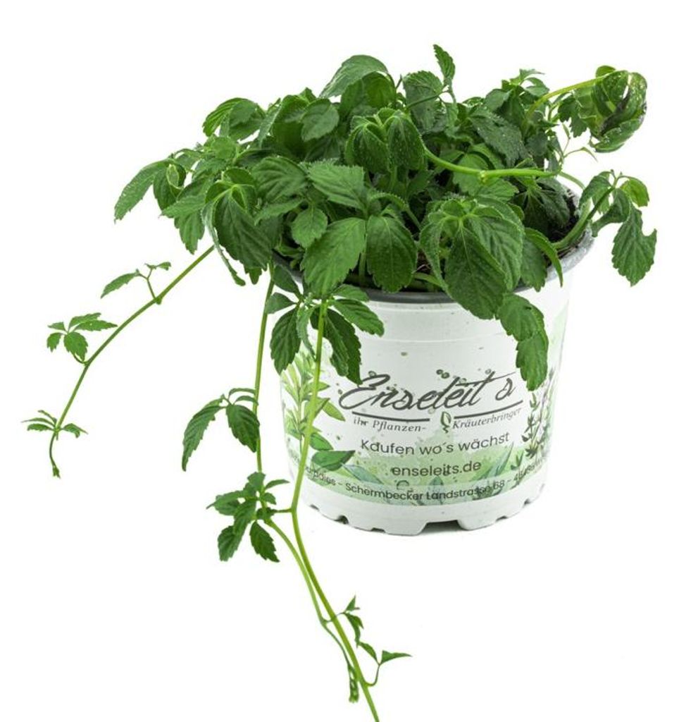 Enseleits Jiaogulan Pflanze Gynostemma pentaphyllum "vegetativ durch Steckling vermehrt" Kraut der Unsterblichkeit !
