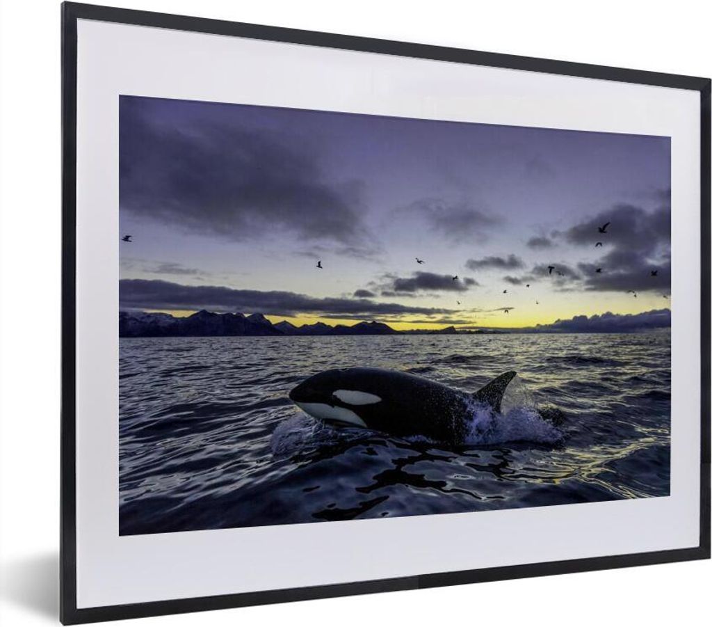 MuchoWow MuchoWow Gerahmtes Poster Orca bei Sonnenaufgang 40x30 cm - Poster mit zchwarzem Bilderrahmen - Bilderrahmen - Poster im Rahmen
