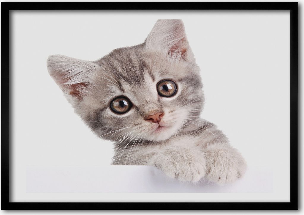Bild - Bilder - Bilderrahmen - 70 cm x 50 cm - MDF-Rahmen, Wandkunst graue Katze