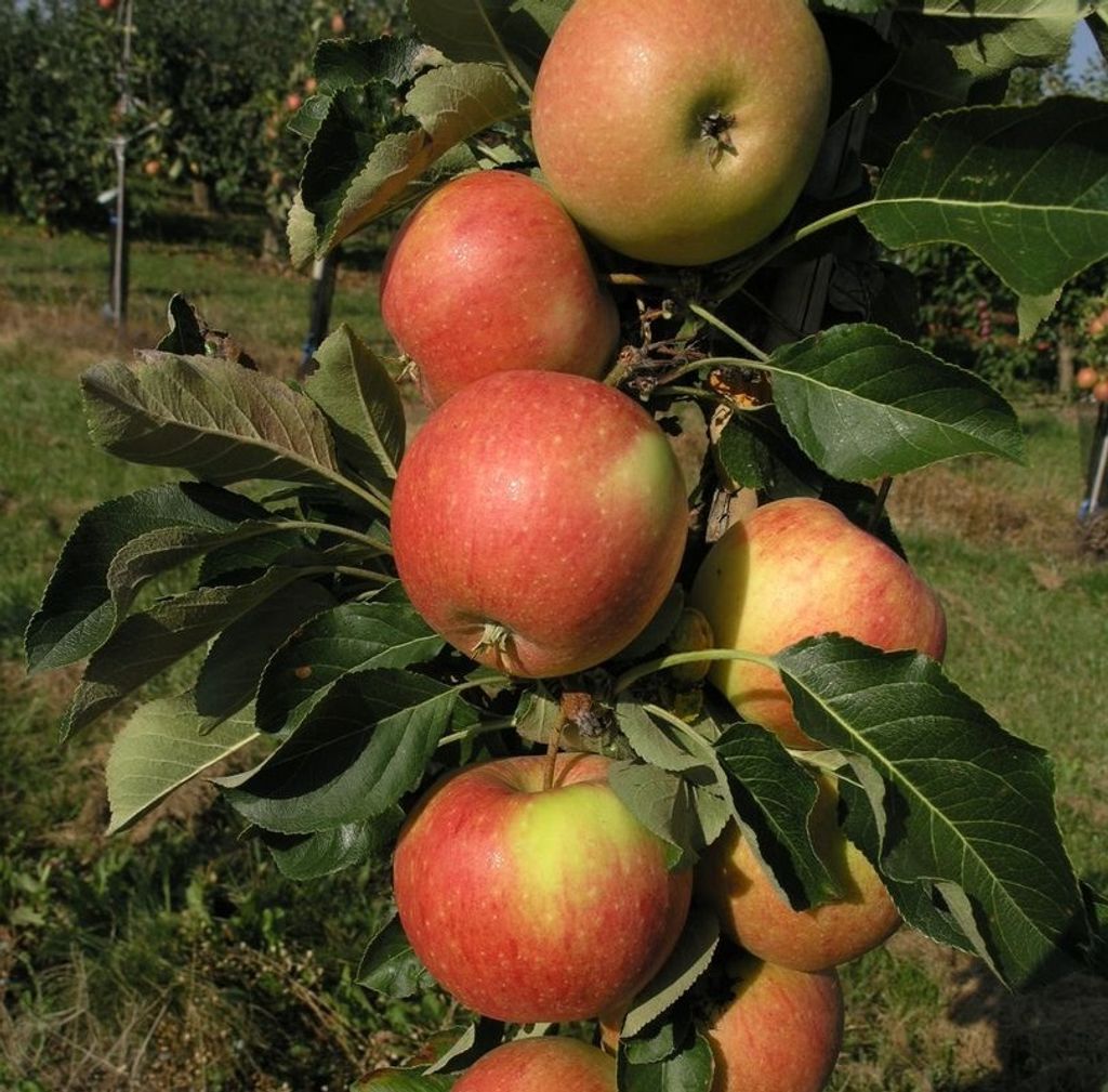 Säulenapfel `James Grieve Super Compact ®´ 100-140cm im 7,5 Produktbild 