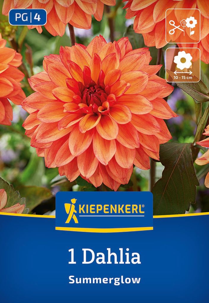 Kiepenkerl Dekorative Dahlie Summerglow Dahlia 1 Pflanze