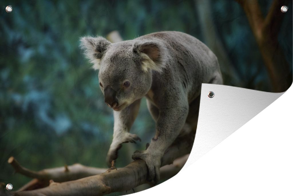 MuchoWow 90x60 cm Outdoor-Poster Gartendeko Sichtschutz Garten Poster für den Garten Koala - Baum - Äste - Kinder - Junge - Mädchen