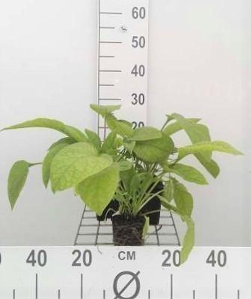 6 x Symphytum grandifl. 'Wisley Blue' - Beinwell - Topf 9 x 9 cm