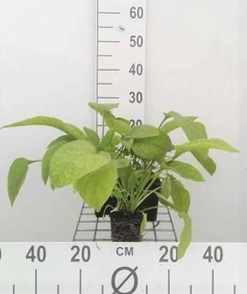 6 Symphytum grandiflorum Wisley Blue - Consoude en Pot de 9x9 cm