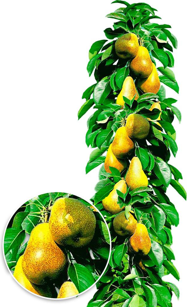 BALDUR Garten 1x Säulen-Birnen 'Obelisk ', Pflanze im 4 Liter-Topf, essbare Früchte, Birnenbaum, Pyrus communis, winterhart, platzsparende Säul...