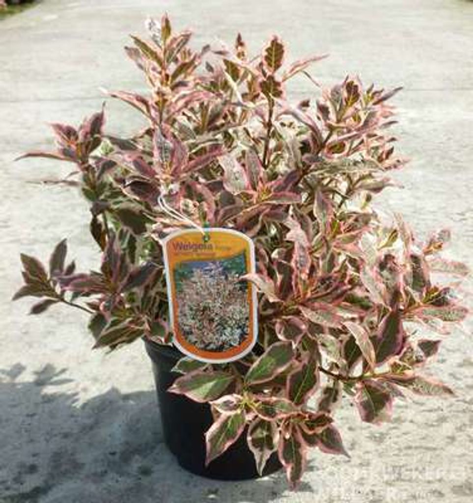 Weigela flor. 'Monet'® ('verweig'®) - Zwerg-Weigelie Monet Produktbild 