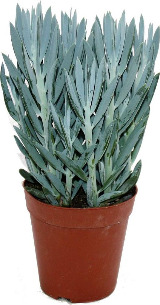 Senecio Aquarine 15cm kvetiná? Obrázok produktu 
