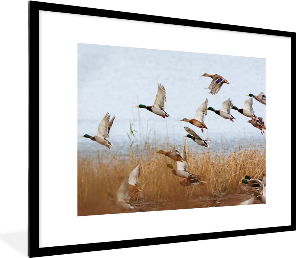 MuchoWow Gerahmtes Poster Ente - Vogel - Schilf - Wasser - Enten 80x60 cm - Poster mit Schwarzem Bilderrahmen Wandposter Rahmen Foto Bilder - Sch...