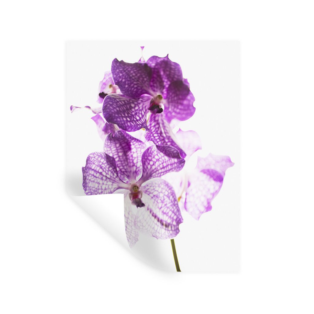 MuchoWow Wandtattoo Wandsticker Wandaufkleber Lila Orchideen 60x80 cm Selbstklebend und Repositionierbar - Repositionierbar - Wasser abweisend