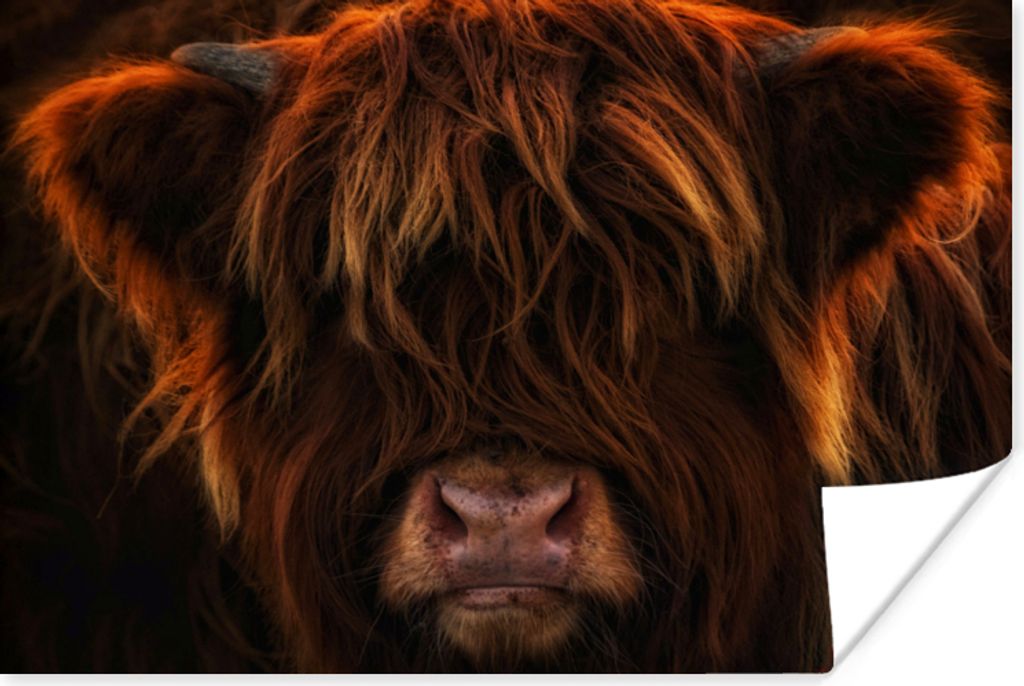 MuchoWow® Poster Schottischer Highlander - Kuh - Schwarz - Produktbild 