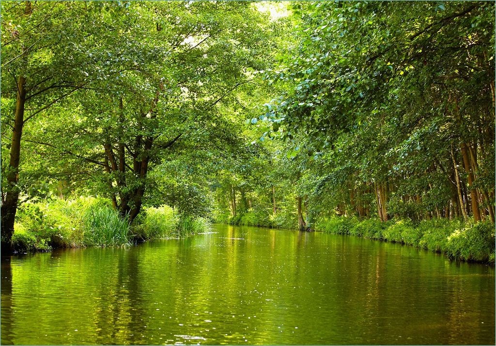 Wallario Fototapete Vliestapete, seidenmatte Oberfläche, einfache Verarbeitung, Größe 200 x 140 cm, Motiv Spreewald in Brandenburg grüne Wälde...