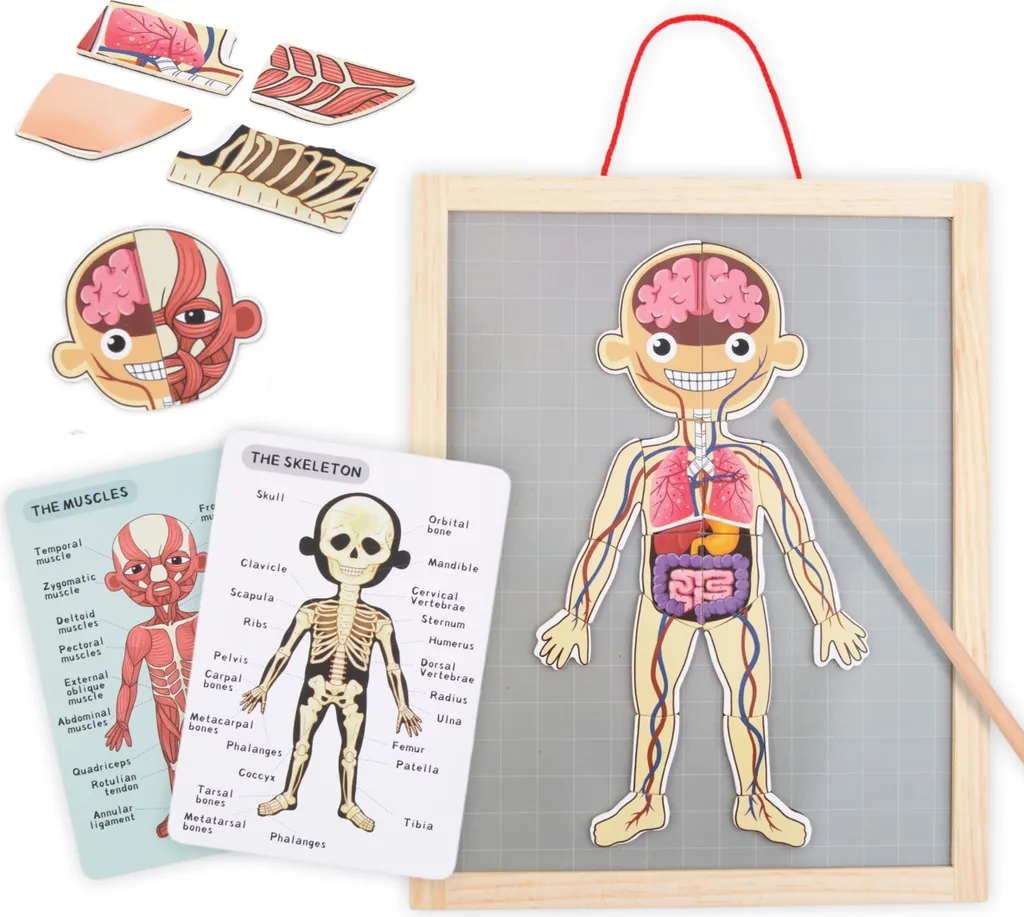 Jeu éducatif magnétique sur le corps humain et l'anatomie complète