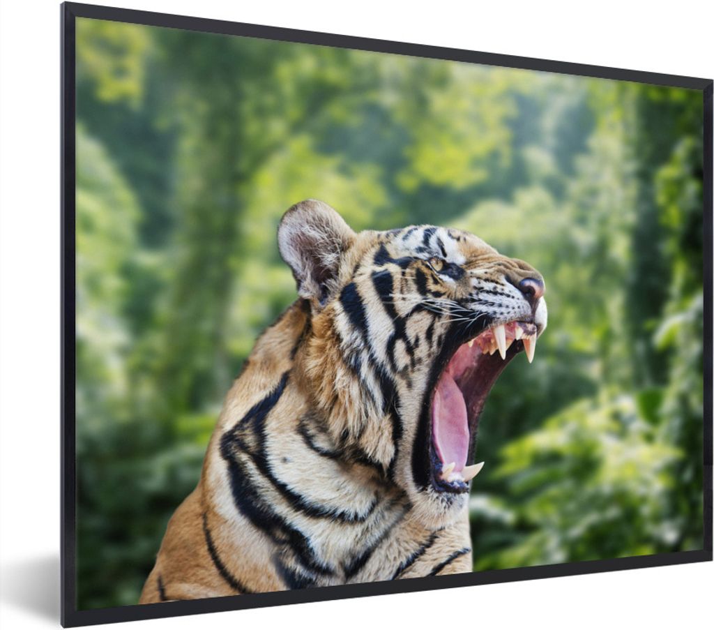 MuchoWow Gerahmtes Poster Tiger - Kopf - Wald 80x60 cm - Poster mit Schwarzem Bilderrahmen Wandposter Rahmen Foto Bilder - Schwarzem - Mit Gestell