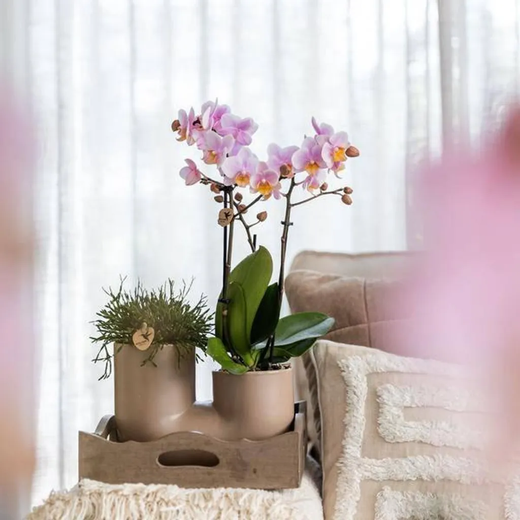 Composition de Plantes d'Intérieur Orchidée Rose et Succulente 9cm
