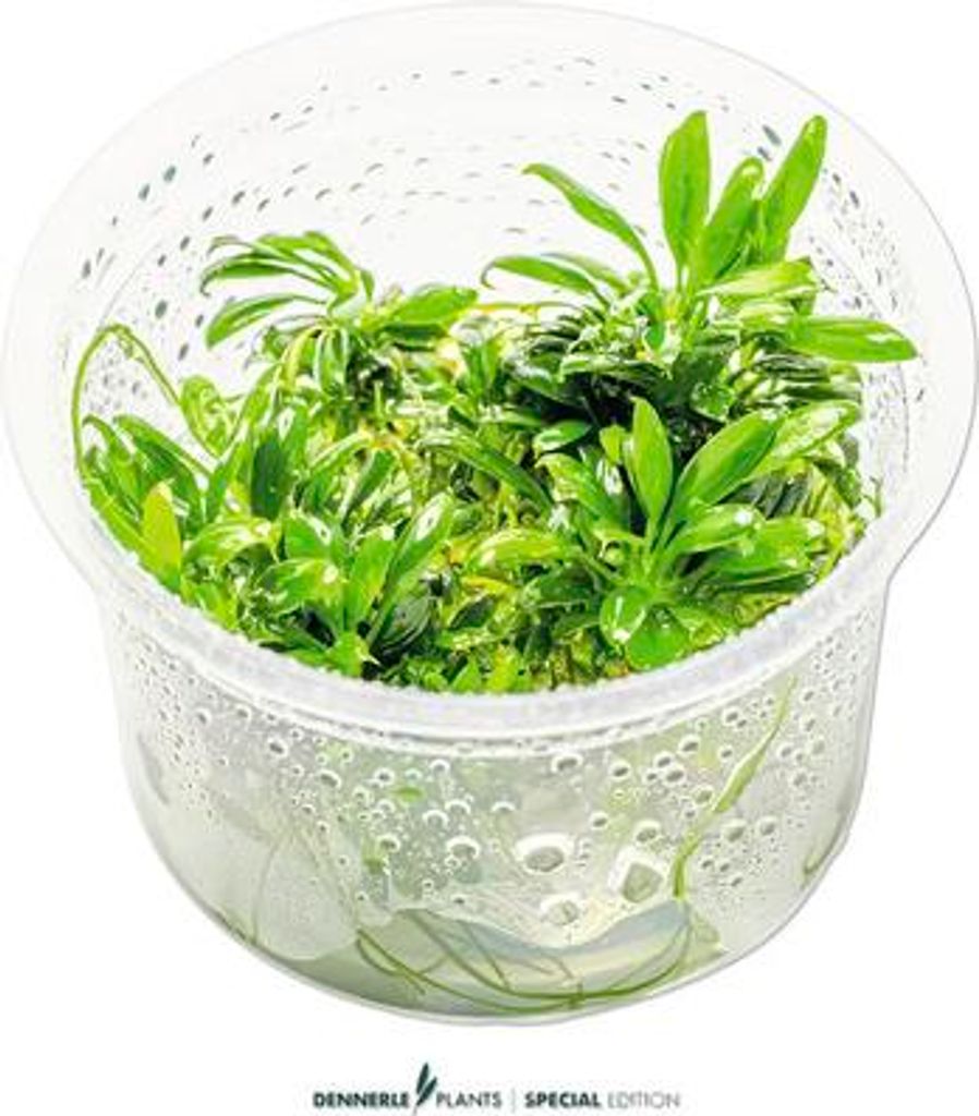 Zwergspeerblatt Anubias barteri var. ‘Nana Pangolino’ In-Vitro