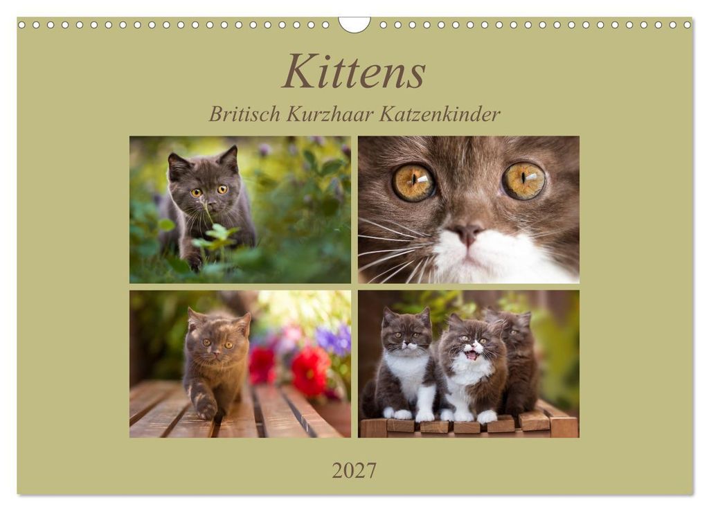 Kittens - Britisch Kurzhaar Katzenkinder (Wandkalender 2027 DIN A3 quer), CALVENDO Monatskalender
