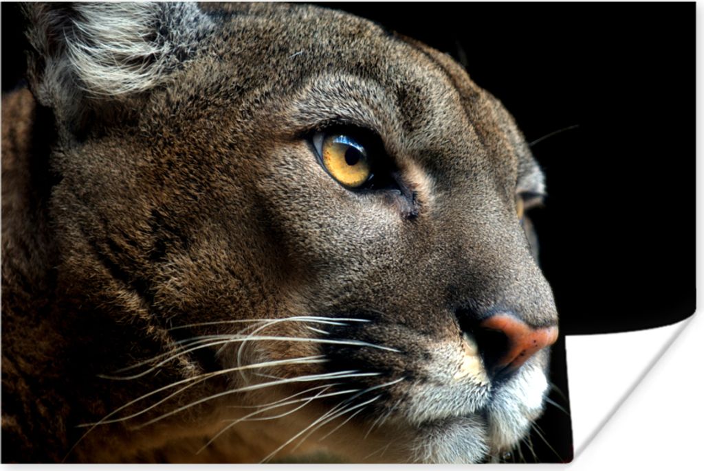 MuchoWow Poster Cougar - Augen - Schwarz 120x80 cm - Bilder