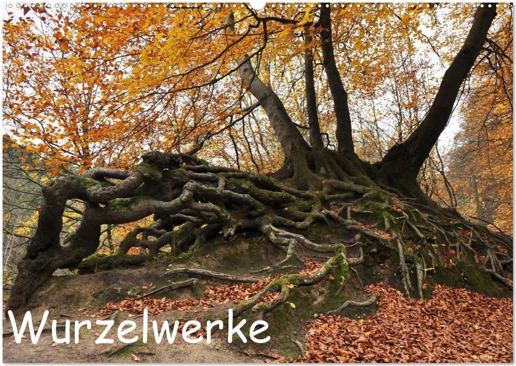 Wurzelwerke (Wandkalender 2026 DIN A2 quer), CALVENDO Monatskalender