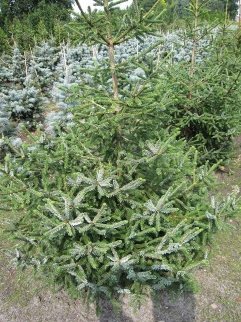 Picea likiangensis var. Purpurea - Purpurfichte-Likianfichte - 40-60