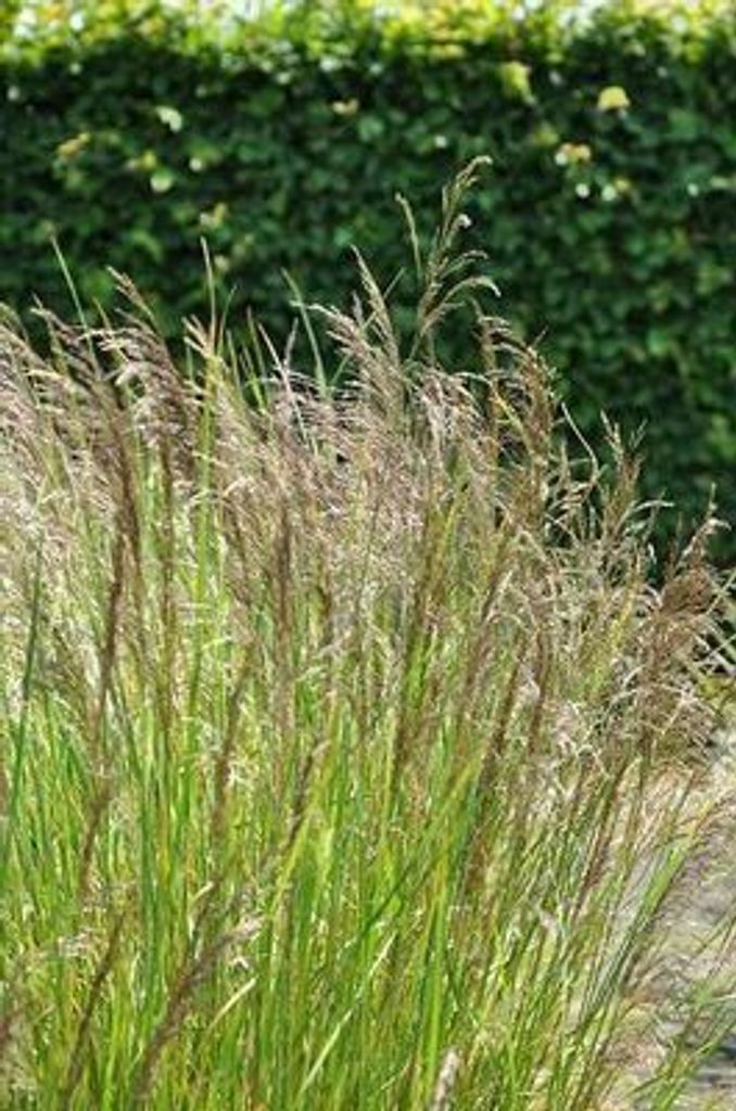 6 x Deschampsia cesp. 'Bronzeschleier' - Wald Schmiele - Topf 9 x 9 cm