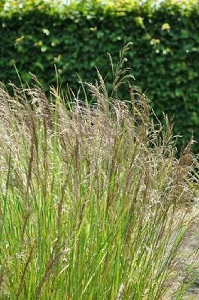 Aménagement de Jardin Ombragé : 6 Deschampsia Bronzeschleier 9 cm