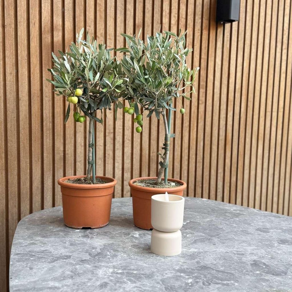 Olivenbaum 14cm 2er Set