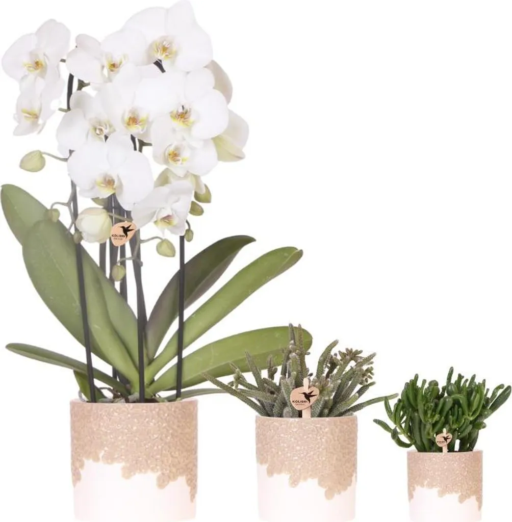 Déco Végétale Intérieure : Orchidée Blanche et Plantes Grasses en Pots