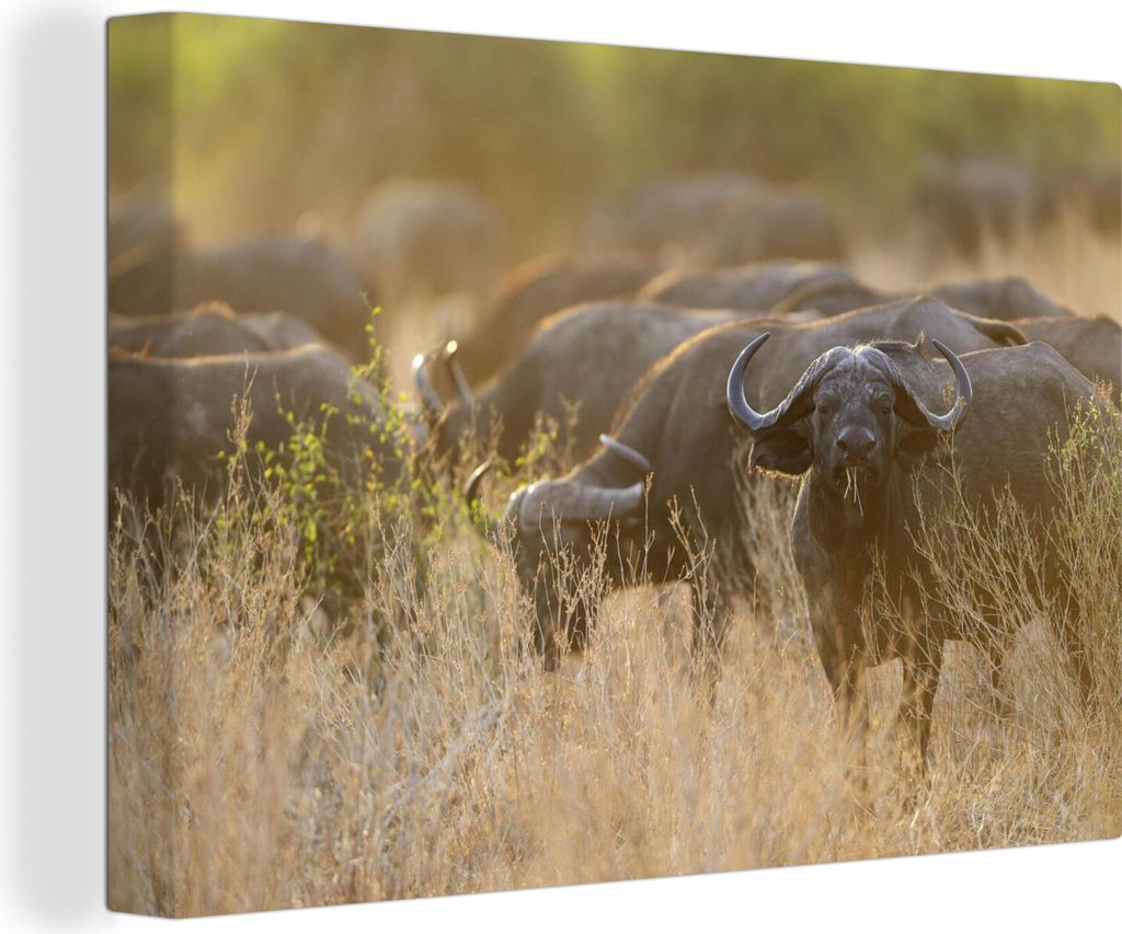 OneMillionCanvasses - Leinwandbilder - 140x90 cm, Eine Büffelherde in den Savannen des South Luangwa National Park, Wandbilder Kunstdruck Wandde...