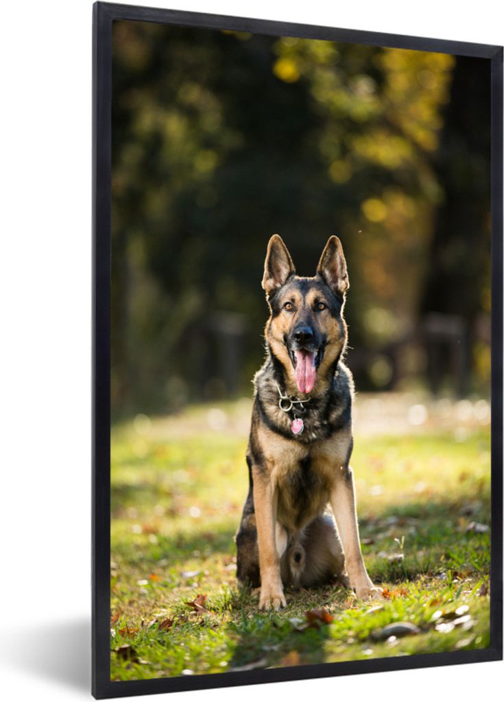 MuchoWow Gerahmtes Poster Ein Deutscher Schäferhund sitzt im grünen Gras 60x90 cm - Poster mit Schwarzem Bilderrahmen Wandposter Rahmen Foto Bi...