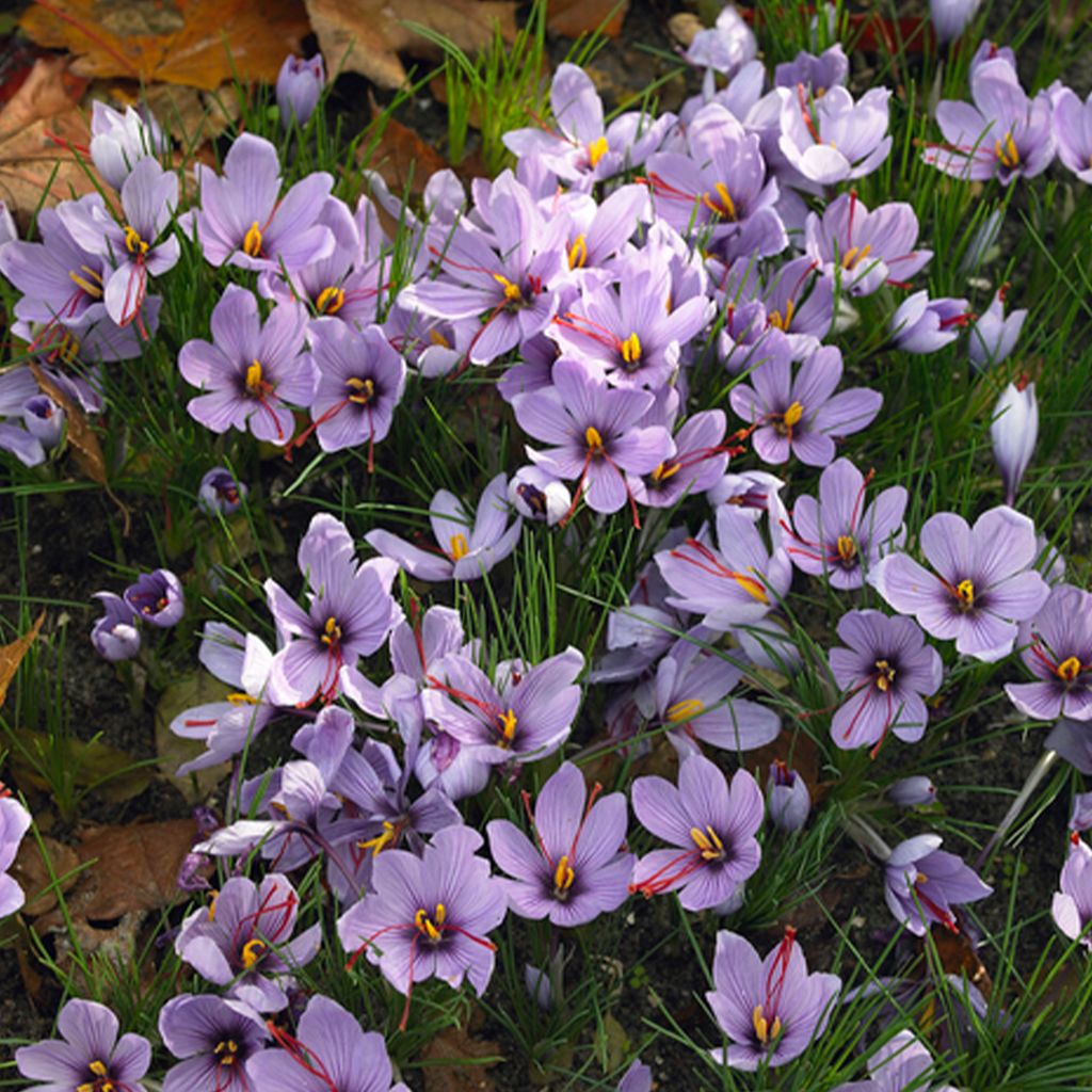 Bloomique - Mélange de 40 - Crocus Sativus - Crocus Safran Image du produit 