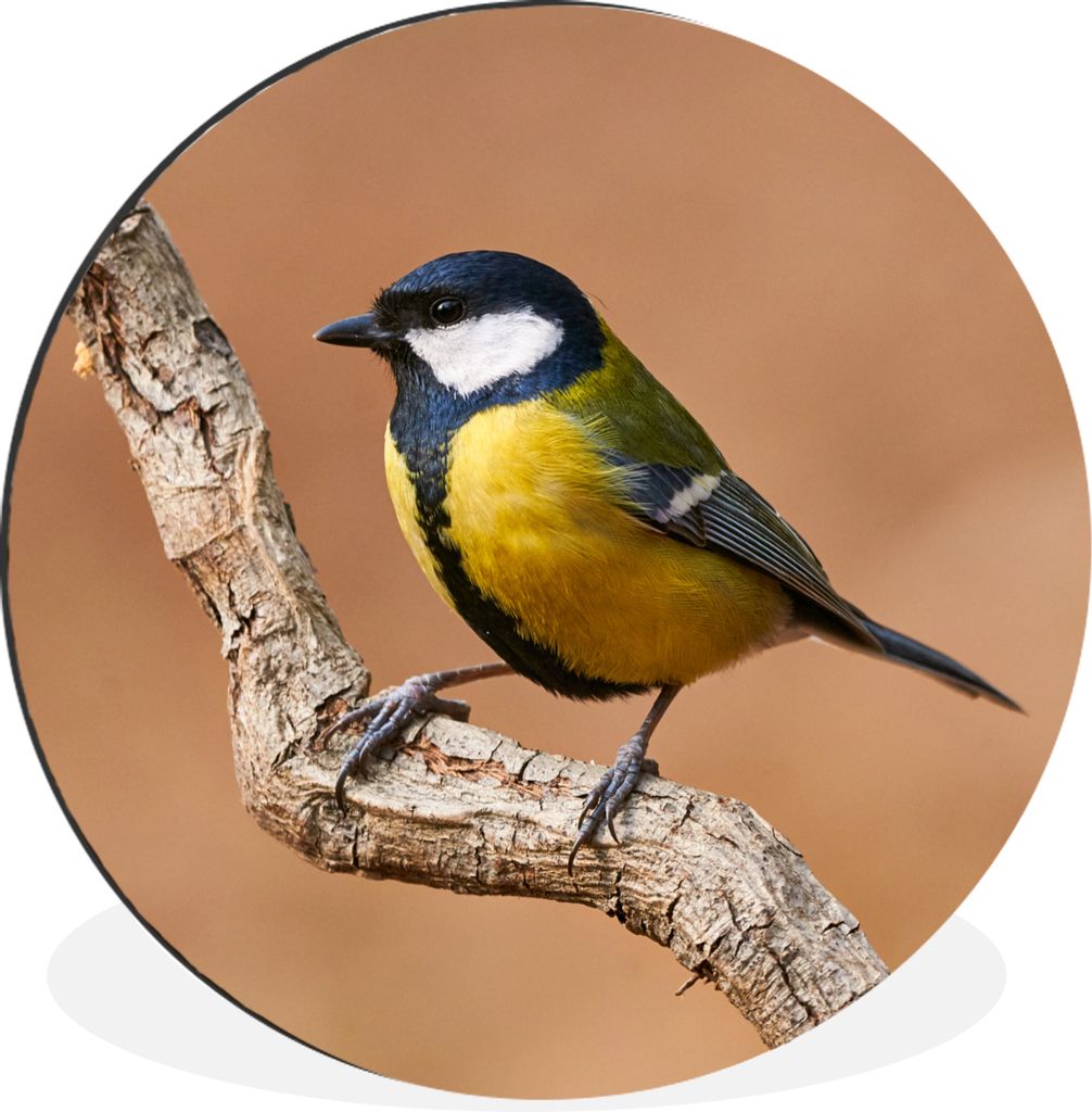 MuchoWow Aluminium Wandkreis Vogel - Kohlmeise - Zweige Ø 90 cm Wanddeko Modern Wohnzimmer - Mauerkreis - Wandbilder - Runde Bild - Bild aus Alu...