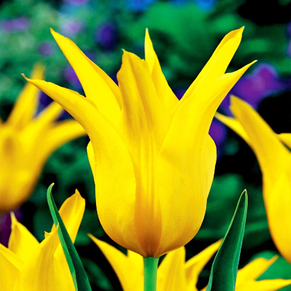 Tulipani Bulbi Bulbi Fiori Tulipano a fiore di giglio West Immagine del prodotto 